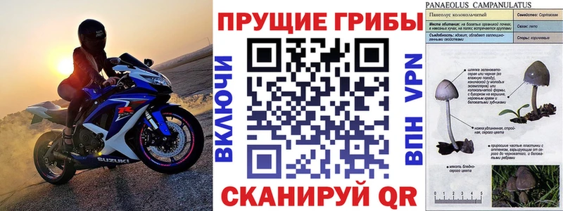 Галлюциногенные грибы Psilocybe Нарьян-Мар
